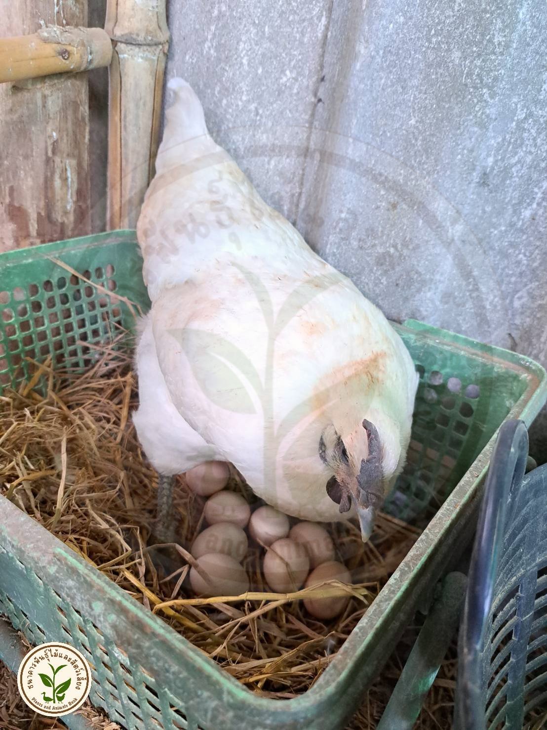 กิจกรรมธนาคารพันธุ์ไม้และสัตว์เลี้ยง1