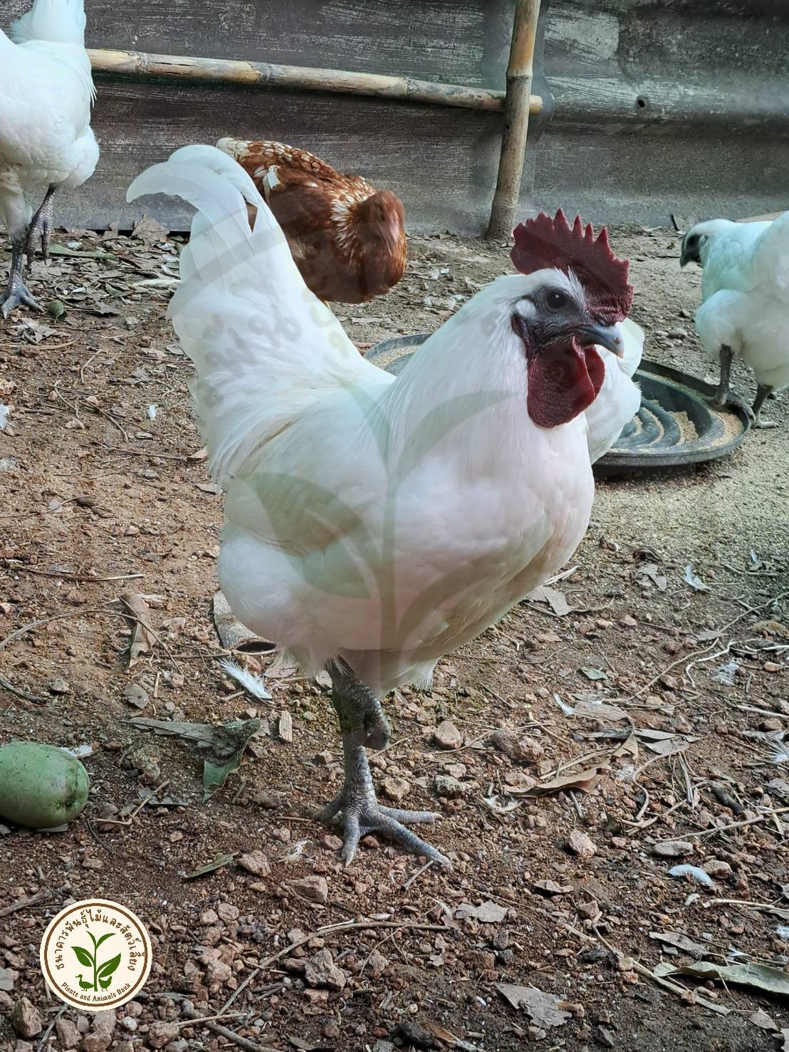 กิจกรรมธนาคารพันธุ์ไม้และสัตว์เลี้ยง2