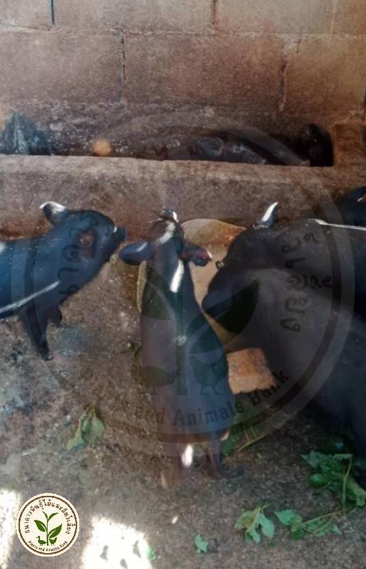 กิจกรรมธนาคารพันธุ์ไม้และสัตว์เลี้ยง4