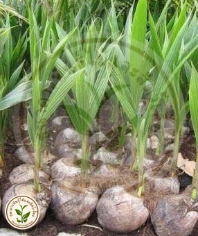 กิจกรรมธนาคารพันธุ์ไม้และสัตว์เลี้ยง6