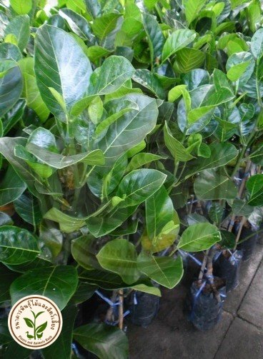 กิจกรรมธนาคารพันธุ์ไม้และสัตว์เลี้ยง7