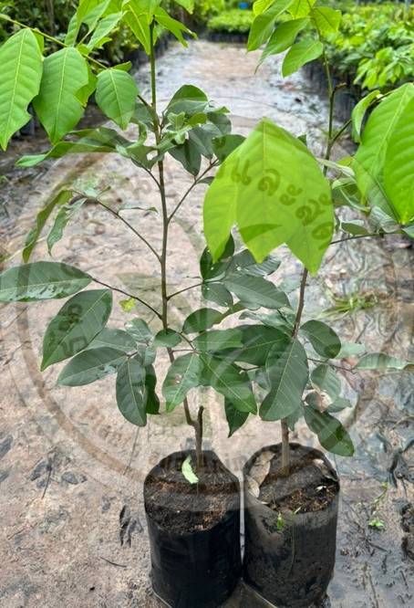 กิจกรรมธนาคารพันธุ์ไม้และสัตว์เลี้ยง7