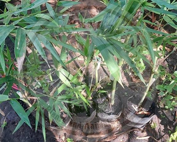 กิจกรรมธนาคารพันธุ์ไม้และสัตว์เลี้ยง7